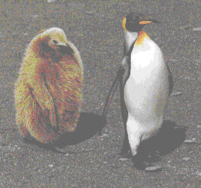 penguin with chick