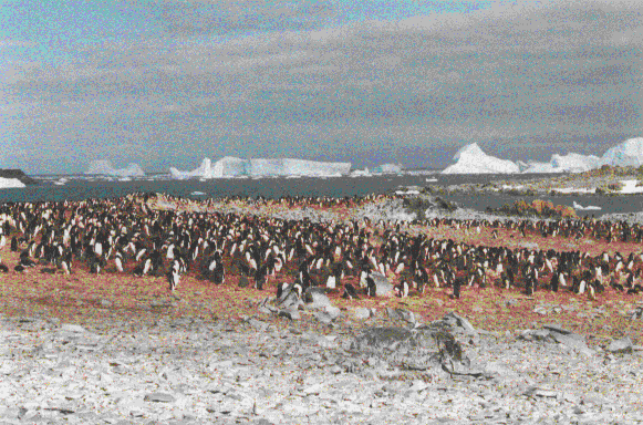 photos penguins and icebergs

