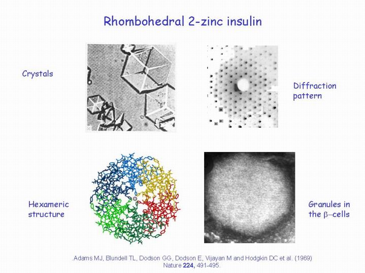Diagrams showing insulin structure