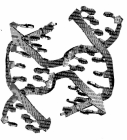Double Helix