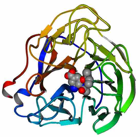 Structural Model